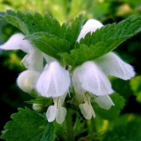 Lamium maculatum 'Album' P9 - afbeelding 1