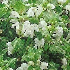 Lamium maculatum 'Album' P9 - afbeelding 2