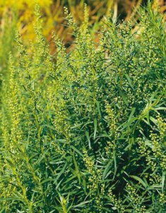 Artemisia dracunculus P9 BIO - afbeelding 2