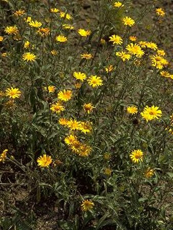 Buphthalmum salicifolium P9 BIO - afbeelding 3