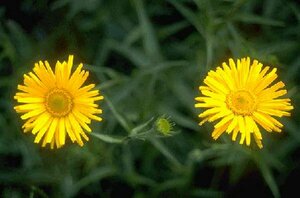 Buphthalmum salicifolium P9 BIO - afbeelding 4