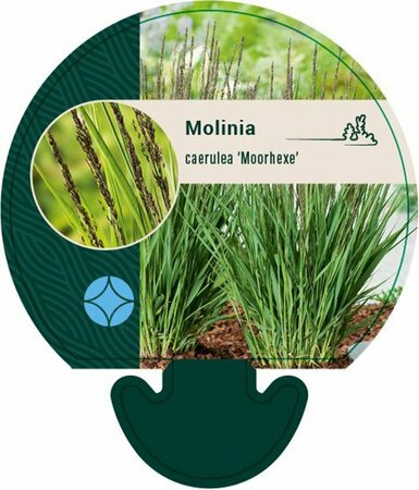 Molinia caerulea 'Moorhexe' P9 BIO - afbeelding 7