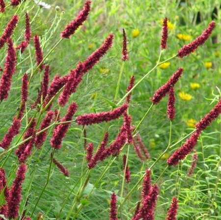 Persicaria amplexicaulis 'Fat Domino' P9 BIO - afbeelding 3