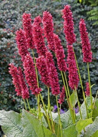 Persicaria amplexicaulis 'Fat Domino' P9 BIO - afbeelding 4