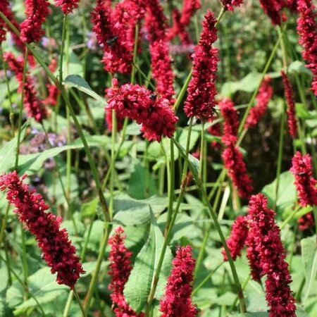 Persicaria amplexicaulis 'Fat Domino' P9 BIO - afbeelding 5