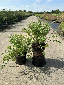 Sanguisorba minor P9 BIO