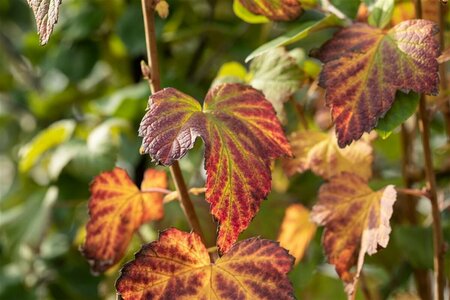 Ribes nigrum 'Titania' C2 BIO - afbeelding 2