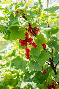 Ribes rubrum 'Jonkheer van Tets' C2 BIO