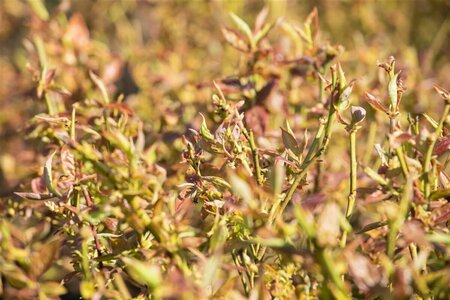 Vaccinium corymbosum 'Duke' C2 BIO