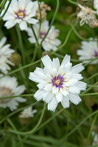 Catananche caerulea 'Alba' P9