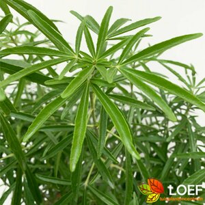 Choisya 'Aztec Pearl' 80/100 C.