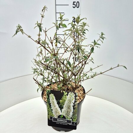 Buddleja davidii 'White Profusion' C3 - afbeelding 4