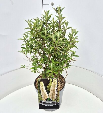 Buddleja davidii 'White Profusion' C3 - afbeelding 6