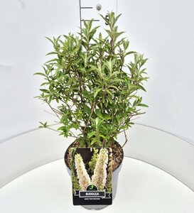 Buddleja davidii 'White Profusion' C3 - afbeelding 6