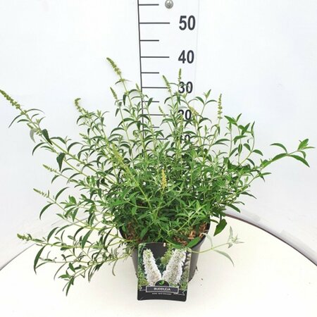 Buddleja davidii 'White Profusion' C3 - afbeelding 5