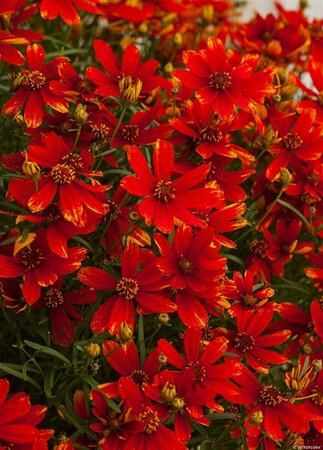 Coreopsis verticillata 'Ladybird' P9