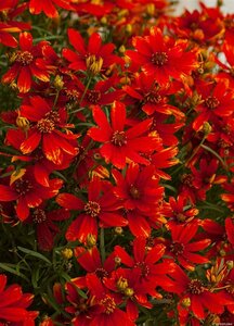 Coreopsis verticillata 'Ladybird' P9