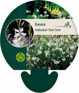 Gaura lindheimeri 'Short Form' P9