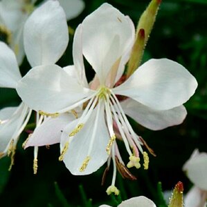 Gaura lindheimeri 'Short Form' P9