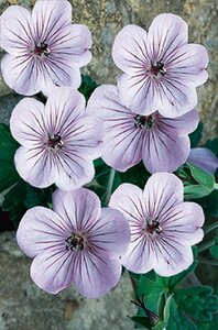 Geranium 'Joy' P9 - afbeelding 3