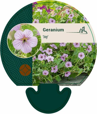 Geranium 'Joy' P9 - afbeelding 1