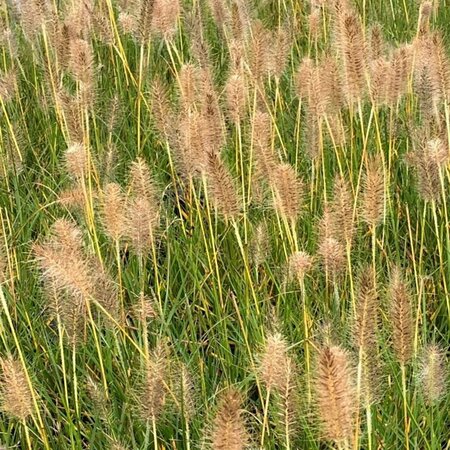 Pennisetum alopecuroides 'Gelbstiel' P9 - afbeelding 1