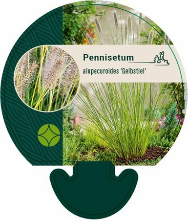 Pennisetum alopecuroides 'Gelbstiel' P9 - afbeelding 3