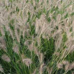 Pennisetum alopecuroides 'Gelbstiel' P9 - afbeelding 2