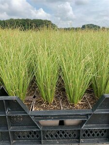 Carex comans 'Amazon Mist' P9 - afbeelding 3