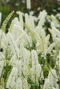 Actaea simplex 'White Pearl' C3 - afbeelding 2