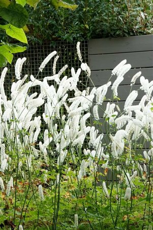 Actaea simplex 'White Pearl' C3 - afbeelding 3