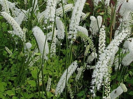Actaea simplex 'White Pearl' C3 - afbeelding 4