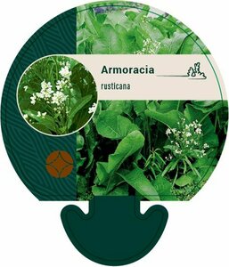 Armoracia rusticana P13 BIO