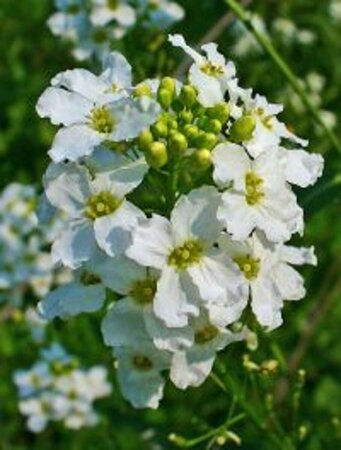 Armoracia rusticana P13 BIO - afbeelding 2