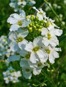 Armoracia rusticana P13 BIO - afbeelding 2