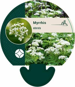 Myrrhis odorata P13 BIO - afbeelding 2