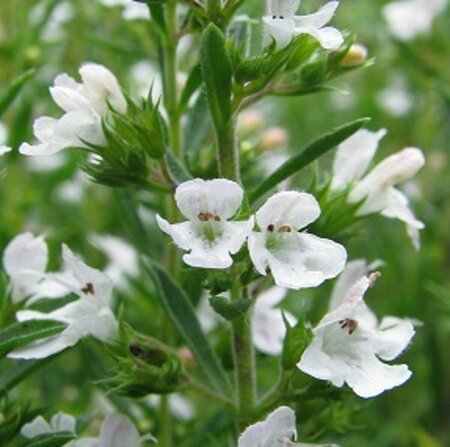 Satureja montana P13 BIO - afbeelding 2