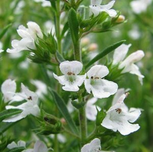 Satureja montana P13 BIO - afbeelding 2