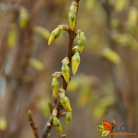 Forsythia intermedia 'Lynwood' 60/80 C.