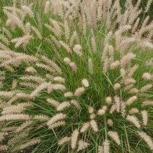 Pennisetum orientale P9