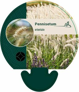 Pennisetum orientale P9 - afbeelding 3