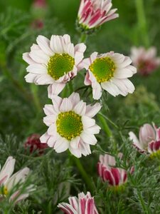 Anacyclus pyrethrum depressus P9