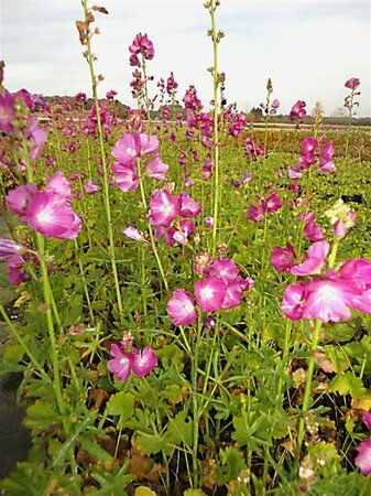 Sidalcea 'Partygirl' P9 - afbeelding 1