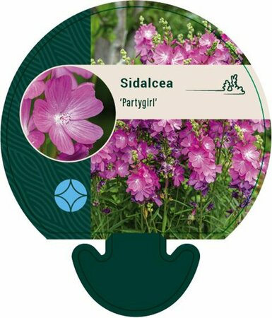 Sidalcea 'Partygirl' P9 - afbeelding 3
