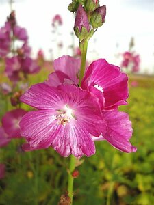 Sidalcea 'Partygirl' P9 - afbeelding 2