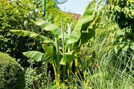 Musa basjoo 275/300 C. Meerstammig - afbeelding 2