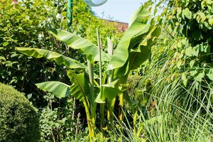 Musa basjoo 275/300 C. Meerstammig - afbeelding 2