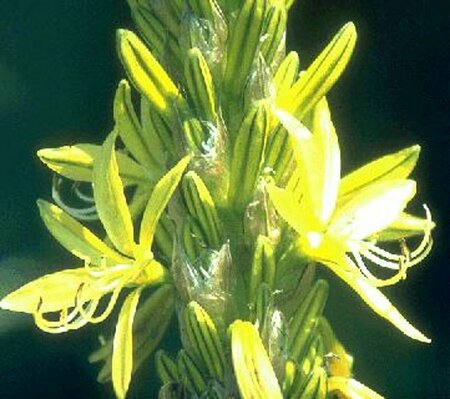Asphodeline lutea P9 BIO - afbeelding 1