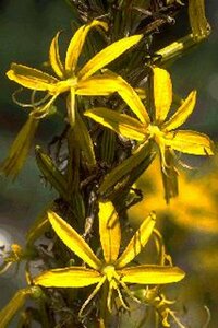 Asphodeline lutea P9 BIO - afbeelding 4