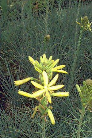 Asphodeline lutea P9 BIO - afbeelding 5